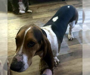 Basset Hound Dogs for adoption in Deepwater, NJ, USA
