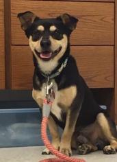 Beagle-Unknown Mix Dogs for adoption in Suwanee, GA, USA