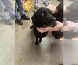 Mutt Dogs for adoption in Fairfield, IL, USA