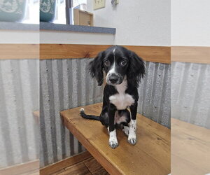Cocker Spaniel-Unknown Mix Dogs for adoption in New York, NY, USA