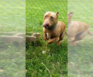Bull Terrier Dogs for adoption in Bauxite, AR, USA