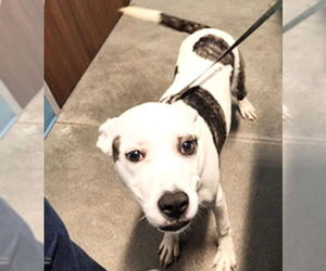 Pointer-Unknown Mix Dogs for adoption in Houston, TX, USA