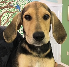 Medium Photo #1 Beagle Puppy For Sale in Calverton, NY, USA