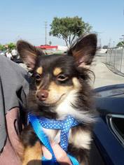Chiranian Dogs for adoption in Victorville, CA, USA