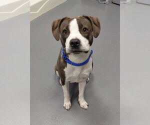 Bogle Dogs for adoption in South Bend, IN, USA