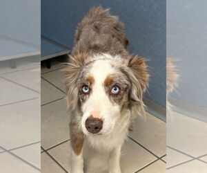 Australian Shepherd Dogs for adoption in Claremore, OK, USA