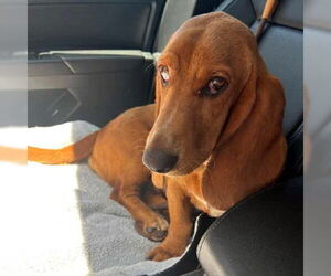 Basschshund Dogs for adoption in Deepwater, NJ, USA