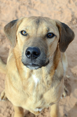 Medium Photo #1 Rhodesian Ridgeback-Unknown Mix Puppy For Sale in Kanab, UT, USA