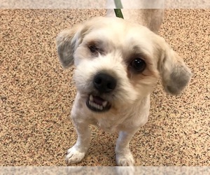 Lhasa Apso-Unknown Mix Dogs for adoption in Springfield, MA, USA