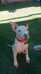 American Pit Bull Terrier-Pointer Mix Dogs for adoption in Tempe, AZ, USA