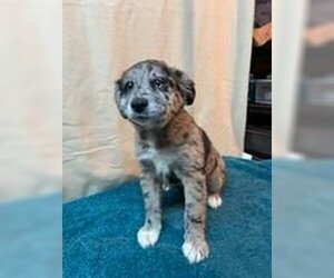 Catahoula Leopard Dog-Unknown Mix Dogs for adoption in Mechanicsburg, PA, USA