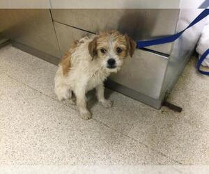 Mutt Dogs for adoption in Riverside, CA, USA