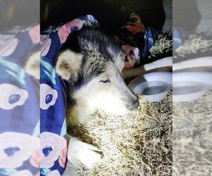 Huskies -Unknown Mix Dogs for adoption in San Antonio, TX, USA