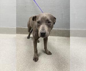 American Pit Bull Terrier-Unknown Mix Dogs for adoption in Las Vegas, NV, USA