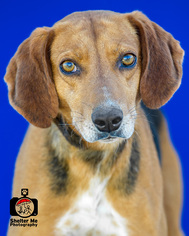 Medium Photo #1 Coonhound-Unknown Mix Puppy For Sale in Tupelo, MS, USA