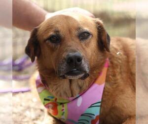 Chow Chow-Unknown Mix Dogs for adoption in San Antonio, TX, USA