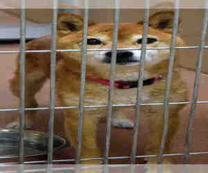 Shiba Inu Dogs for adoption in Ogden, UT, USA