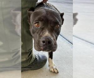 Mutt Dogs for adoption in Bakersfield, CA, USA