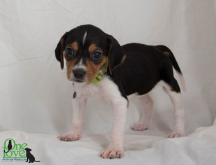 Medium Photo #1 Treeing Walker Coonhound-Unknown Mix Puppy For Sale in savannah, GA, USA