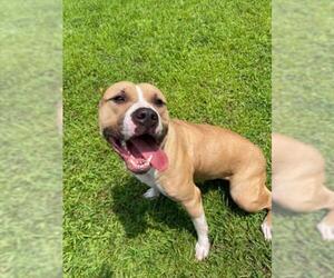 American Pit Bull Terrier Dogs for adoption in Derwood, MD, USA