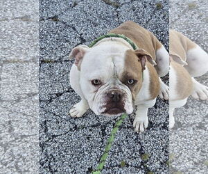 American Bulldog-Unknown Mix Dogs for adoption in Crete, IL, USA