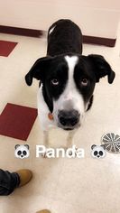 Borador Dogs for adoption in Waynesboro, PA, USA