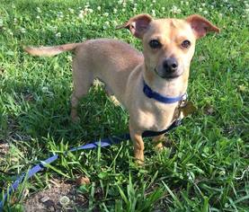 Chiweenie Dogs for adoption in Baton Rouge, LA, USA
