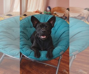 French Bulldog-Unknown Mix Dogs for adoption in Oakhurst, NJ, USA