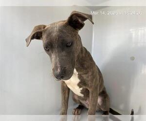 American Pit Bull Terrier-Unknown Mix Dogs for adoption in Augusta, GA, USA