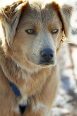 Medium Photo #1 Golden Retriever Puppy For Sale in Kanab, UT, USA