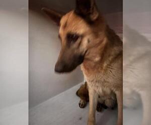 German Shepherd Dog-Unknown Mix Dogs for adoption in Houston, TX, USA