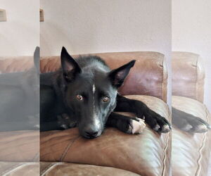 Border Collie-Unknown Mix Dogs for adoption in Aurora, CO, USA