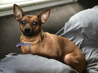 Miniature Pinscher Dogs for adoption in Nashville, TN, USA