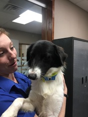 Border Collie Dogs for adoption in Fort Worth, TX, USA