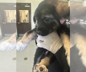 Siberian Husky-Unknown Mix Dogs for adoption in Corpus Christi, TX, USA