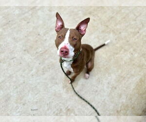 American Pit Bull Terrier Dogs for adoption in Charlotte, NC, USA