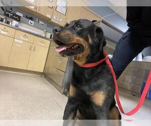 Rottweiler Dogs for adoption in Riverside, CA, USA