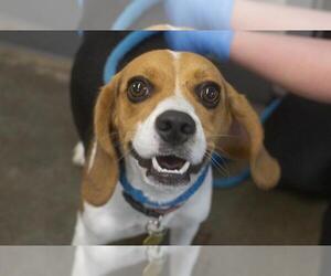Bagle Hound Dogs for adoption in Mountain Home, AR, USA