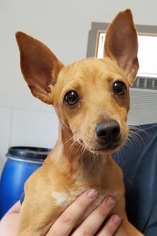 Chihuahua-Unknown Mix Dogs for adoption in Hollister, FL, USA