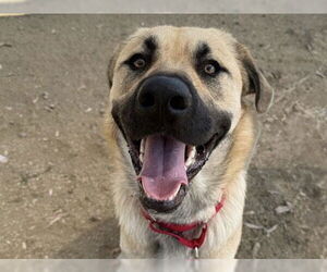 German Shepherd Dog Dogs for adoption in Martinez, CA, USA
