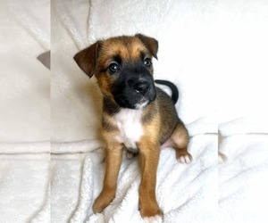 Boxer-Unknown Mix Dogs for adoption in Monterey, VA, USA