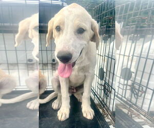 Labrador Retriever-Retriever  Mix Dogs for adoption in Mt. Laurel, NJ, USA