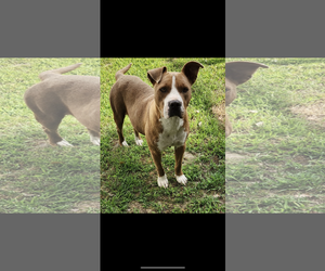 Staffordshire Bull Terrier Dogs for adoption in Crossville, AL, USA