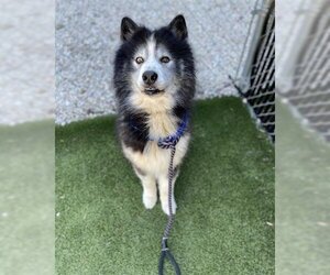 Alaskan Malamute Dogs for adoption in Newton, NC, USA