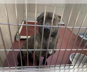 Mutt Dogs for adoption in Murfreesboro, TN, USA