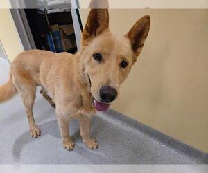 Shepradors Dogs for adoption in Orange, CA, USA