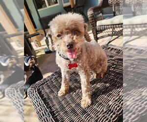 Poodle (Miniature)-Unknown Mix Dogs for adoption in San Diego, CA, USA