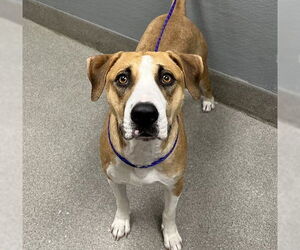 American Pit Bull Terrier-Siberian Husky Mix Dogs for adoption in Las Vegas, NV, USA