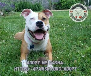 American Staffordshire Terrier Dogs for adoption in Newfield, NJ, USA