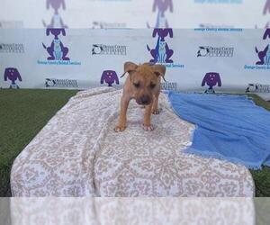 American Pit Bull Terrier Dogs for adoption in Orlando, FL, USA